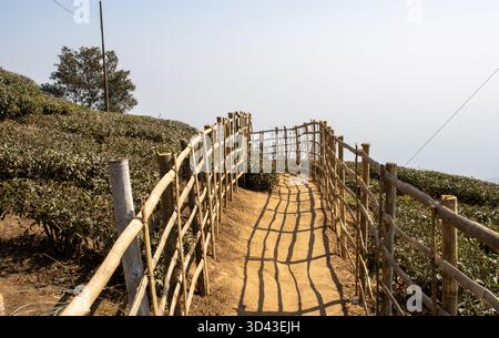Clôture typique, chemin et buissons de thé près du point de vue Castleton Tea Garden, Kurseong, Darjeeling, Inde Banque D'Images