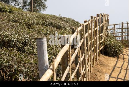 Clôture typique, chemin et buissons de thé près du point de vue Castleton Tea Garden, Kurseong, Darjeeling, Inde Banque D'Images
