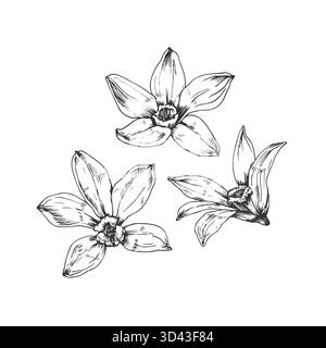 Ensemble d'illustrations vectorielles dessinées à la main par fleur d'orchidée vanille. Objets en noir et blanc Illustration de Vecteur