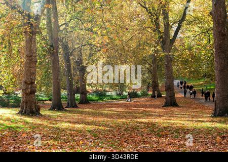 Londres, Royaume-Uni. 8 novembre 2025. Météo britannique : automne à Green Park, Londres crédit : Matthew Chattle/Alamy Live News Banque D'Images