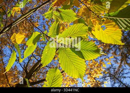 Hêtre européen / hêtre commun (Fagus sylvatica), gros plan de feuilles jaunes et vertes aux couleurs d'automne / couleurs d'automne en forêt Banque D'Images