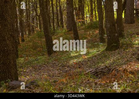La lumière du soleil traverse de grands arbres dans un cadre forestier paisible. Banque D'Images