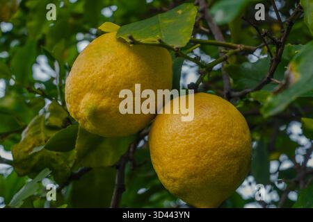 Gros plan de deux citrons sur une branche d'arbre Banque D'Images