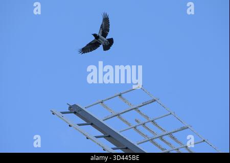 Corbeau de brouillard volant (Corvus cornix) au-dessus d'une aile de moulin à vent, Darss, Mecklembourg-Poméranie occidentale, Allemagne Banque D'Images