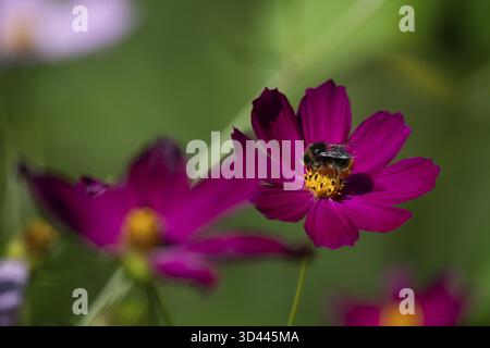Bumblebee collecte le nectar sur un panier à bijoux rose (Cosmos bipinnatus), Finlande Banque D'Images