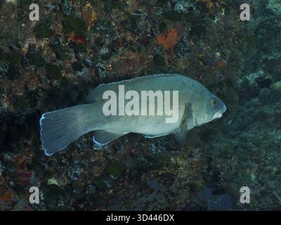 Un poisson enveloppé brun solitaire (Labrus merula) nage près des fonds marins rocheux, teinté de bleu en Méditerranée près d'Hyères, site de plongée de la péninsule de Giens Banque D'Images