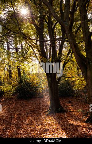 La lumière du soleil d'automne brille à travers les arbres forestiers, projetant de longues ombres sur les feuilles tombées. Scène boisée paisible avec des tons dorés chauds. Banque D'Images