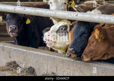Scène d'élevage de bétail en intérieur, présentant une variété de vaches colorées se nourrissant ensemble dans leur enclos. Banque D'Images