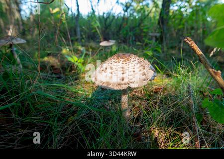 Champignon parasol dans le champ (Macrolepiota Procera) Banque D'Images