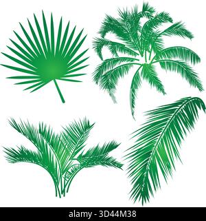 Illustration réaliste de feuille de palmier Illustration de Vecteur