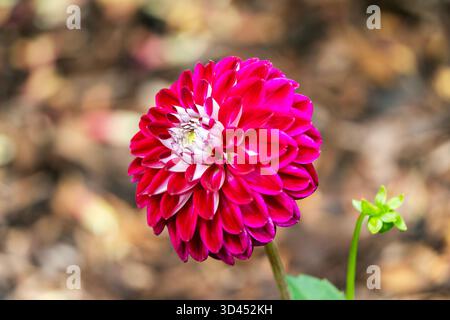 Dahlia 'Embassy' une plante de tubercule à fleurs d'automne d'été avec une fleur rouge violette d'été avec du blanc sur le dos de ses pétales stock de jardinage Banque D'Images