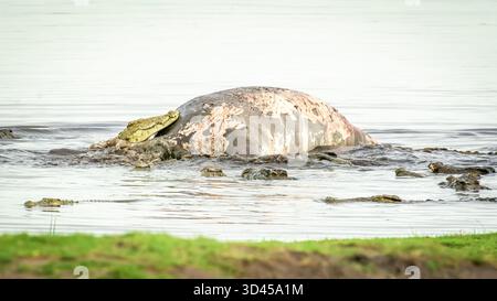 Une carcasse d'hippopotame flottant dans le puissant Zambèze, tournant occasionnellement sur son axe, attirant un multiple de charognards, dont de nombreux crocodiles. Banque D'Images