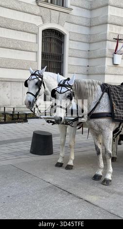 Élégants chevaux de calèche blancs debout devant le bâtiment historique de Vienne. Deux chevaux blancs magnifiquement harnachés se dressent majestueusement à l'extérieur d'un Banque D'Images