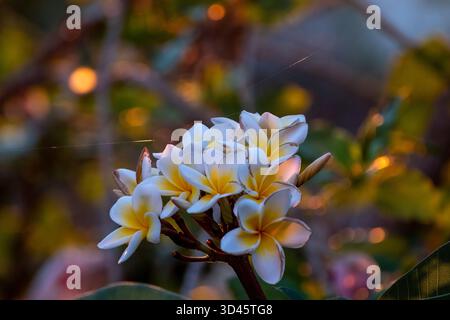 Plumeria Flowers macro – fleurs blanches et jaunes à la lumière naturelle Banque D'Images