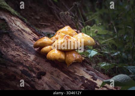 Champignons dorés à calotte (Pholiota aurivella) sur une bûche de Mossy dans une forêt Banque D'Images