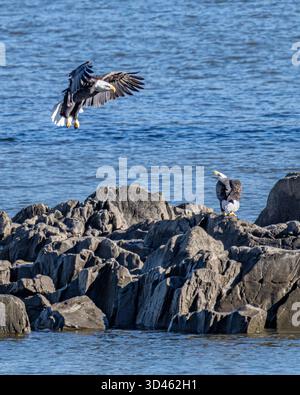 Aigles à tête blanche juvénile - Haliaeetus leucocephalus immature au barrage de Conowingo, Maryland - oiseaux de proie en vol dans la rivière Susquehanna Banque D'Images