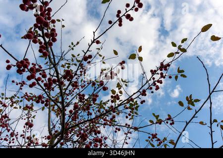 Vue en angle bas des branches d'arbres d'automne avec des baies rouges et des feuilles colorées contre le ciel nuageux bleu. Concept de beauté saisonnière de la nature et de récolte tim Banque D'Images