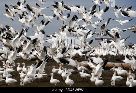 Richmond, Canada. 8 novembre 2025. Les oies des neiges décollent au-dessus de Iona Beach à Richmond, Colombie-Britannique, Canada, 8 novembre 2025. Chaque année, des dizaines de milliers d'oies des neiges migrent de la Sibérie russe vers le sud de la Colombie-Britannique du Canada et l'État américain de Washington pour se nourrir et se reposer avant de voler vers le sud en Californie pour l'hivernage. Crédit : Liang Sen/Xinhua/Alamy Live News Banque D'Images