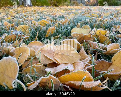 Feuilles d'automne givrées sur l'herbe verte. feuilles jaunes d'automne couvertes de gel matinal sur herbe verte fraîche. Spectacle de fond saisonnier naturel Banque D'Images