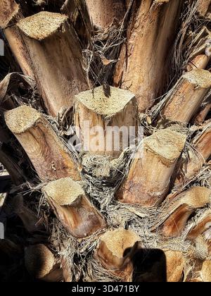Vue rapprochée d'un tronc de palmier avec des frondes élaguées ou coupées montrant du bois texturé et une base fibreuse Banque D'Images