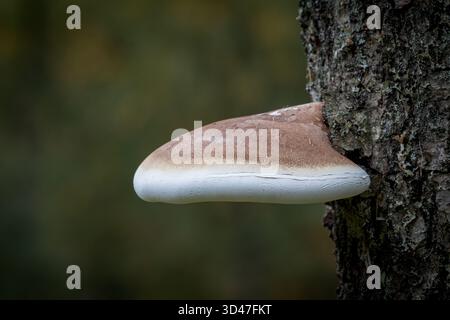 Gros Bracket champignons poussant sur un pin dans le Perthshire, Écosse, Royaume-Uni Banque D'Images
