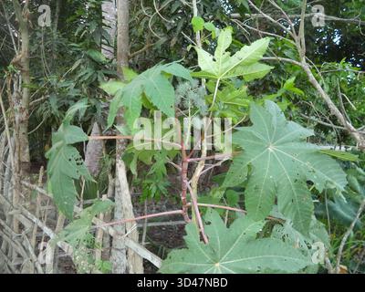 Plante de ricin (Ricinus) - beauté et bénéfice dans chaque feuille Banque D'Images
