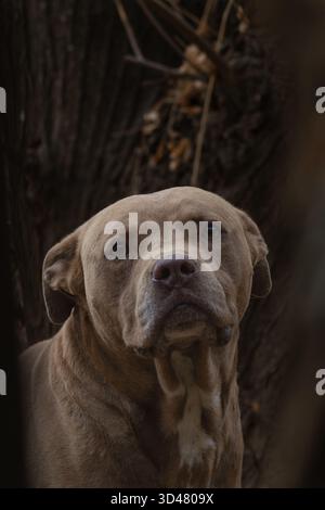 Portrait en gros plan d'un pit Bull brun à l'extérieur avec une lumière naturelle douce Banque D'Images