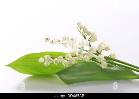 Fleurs de Lily de la vallée, isolé sur un fond blanc. 1er mai, fête du travail. Banque D'Images