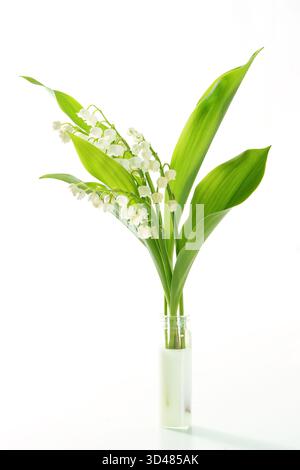 Fleurs de Lily de la vallée, isolé sur un fond blanc. 1er mai, fête du travail. Banque D'Images