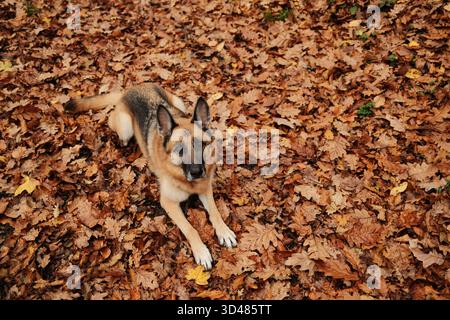 Berger allemand calme couché sur le sol couvert de feuilles tombées aux couleurs chaudes de l'automne, regardant attentivement vers le haut. Portrait de chien en plein air à l'automne Banque D'Images