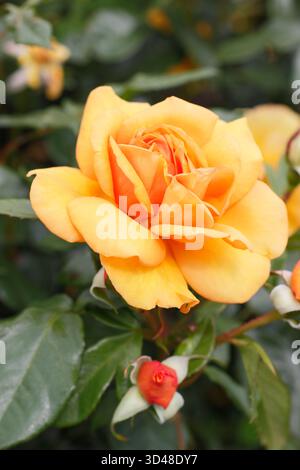 Fleurs doubles oranges parfumées de Rosa Golden Beauty rose - rose du Bush vigoureuse et robuste. Banque D'Images