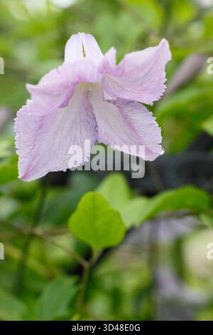 Clematis viticella Betty Corning, grimpeur caduque de taille moyenne aux fleurs mauves pâles. Banque D'Images