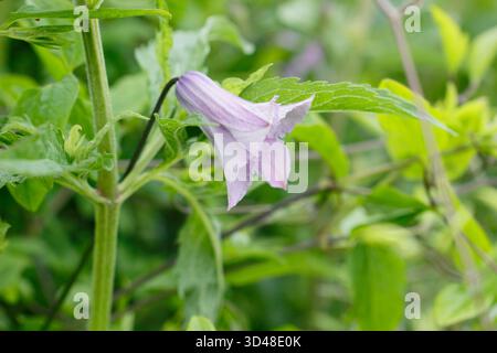 Clematis viticella Betty Corning, grimpeur caduque de taille moyenne aux fleurs mauves pâles. Banque D'Images