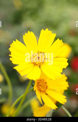 Coreopsis 'Schnittgold' tickseed. Pérenne. Aussi appelé Coreopsis grandiflora Schnittgold. Marguerite jaune vif comme des fleurs. Banque D'Images