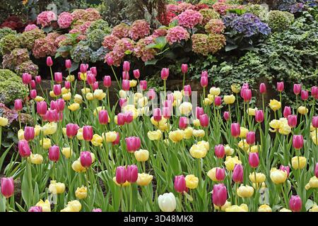 Tulipes Blooming Purple Triumph accrocheuses avec tulipes doubles jaunes avec hortensia en toile de fond Banque D'Images
