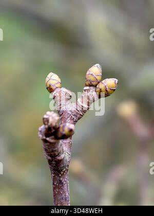 Bourgeons sur une branche d'un sycomore Banque D'Images