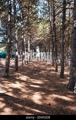 Chemin de forêt de pins avec des arbres formant une allée, les rayons du soleil créant de fortes ombres sur le sol recouvert d'aiguilles et de cônes de pins Banque D'Images