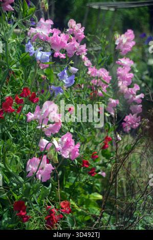 Fleurs colorées de Lathyrus Odoratus (pois doux) exposées dans The Borders au RHS Garden Harlow Carr, Harrogate, Yorkshire, Angleterre, Royaume-Uni. Banque D'Images