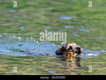 Border Terrier nageant avec Stick Banque D'Images
