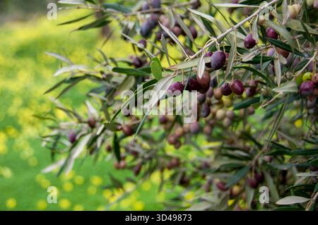 Une branche pleine d'olives mûres dans une oliveraie prête pour la récolte Banque D'Images