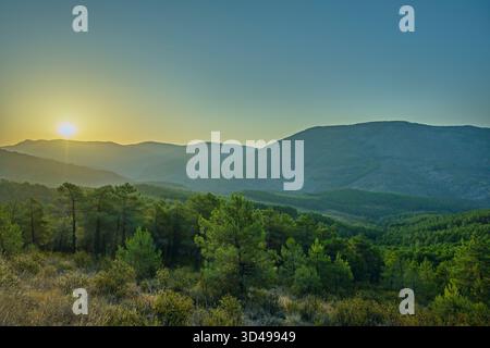 L'effet du soleil levant créant des faisceaux de lumière à travers la brume matinale dans une forêt de pins maritimes, avec un sol sablonneux couvert de cônes bruns Banque D'Images
