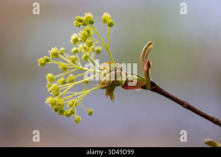 Beau paysage printanier avec des érables poussant des feuilles et des fleurs dans un parc. Printemps en Lettonie, Europe. Banque D'Images
