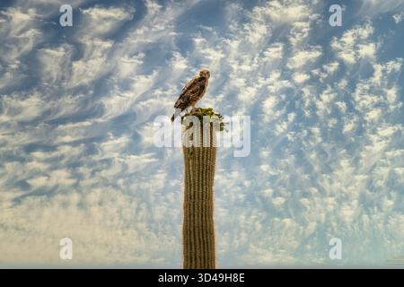 Un grand faucon sur un cactus saguaro en fleurs dans le désert de Sonora près de Phoenix, Arizona Banque D'Images
