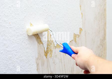Une personne utilise un rouleau pour enlever le vieux papier peint d'un mur, se préparant à une nouvelle couche de peinture Banque D'Images