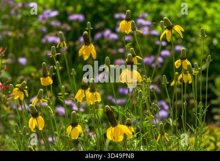 Les coneflowers jaunes des prairies (Ratibida columnifera) communément appelés fleurs de chapeau mexicain, fleurissant dans un jardin d'été précoce. Banque D'Images
