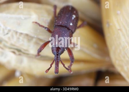 Charançon adulte, Sitophilus granarius, sur du grain d'orge endommagé en magasin. Banque D'Images