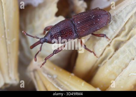 Charançon adulte, Sitophilus granarius, sur du grain d'orge endommagé en magasin. Banque D'Images