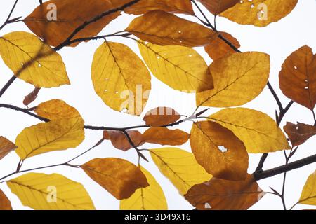 Feuilles de hêtre de couleur jaune-brun sur fond blanc, automne, Stuttgart, Allemagne Banque D'Images
