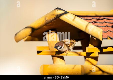 Oiseau moineau d'arbre eurasien reposant sur une mangeoire d'oiseaux en bois à Podmoli, Tchéquie Banque D'Images