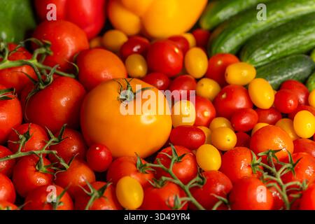 Tomates rouges et jaunes fraîchement cueillies, poivrons et concombres créant un affichage sain et vibrant Banque D'Images